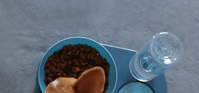 Bebedouro e Comedouro Para Cães e Gatos Com Inclinação - GosteiQuero