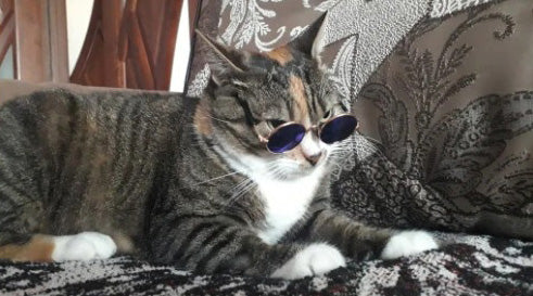Óculos de Sol Para Cães e Gatos - GosteiQuero